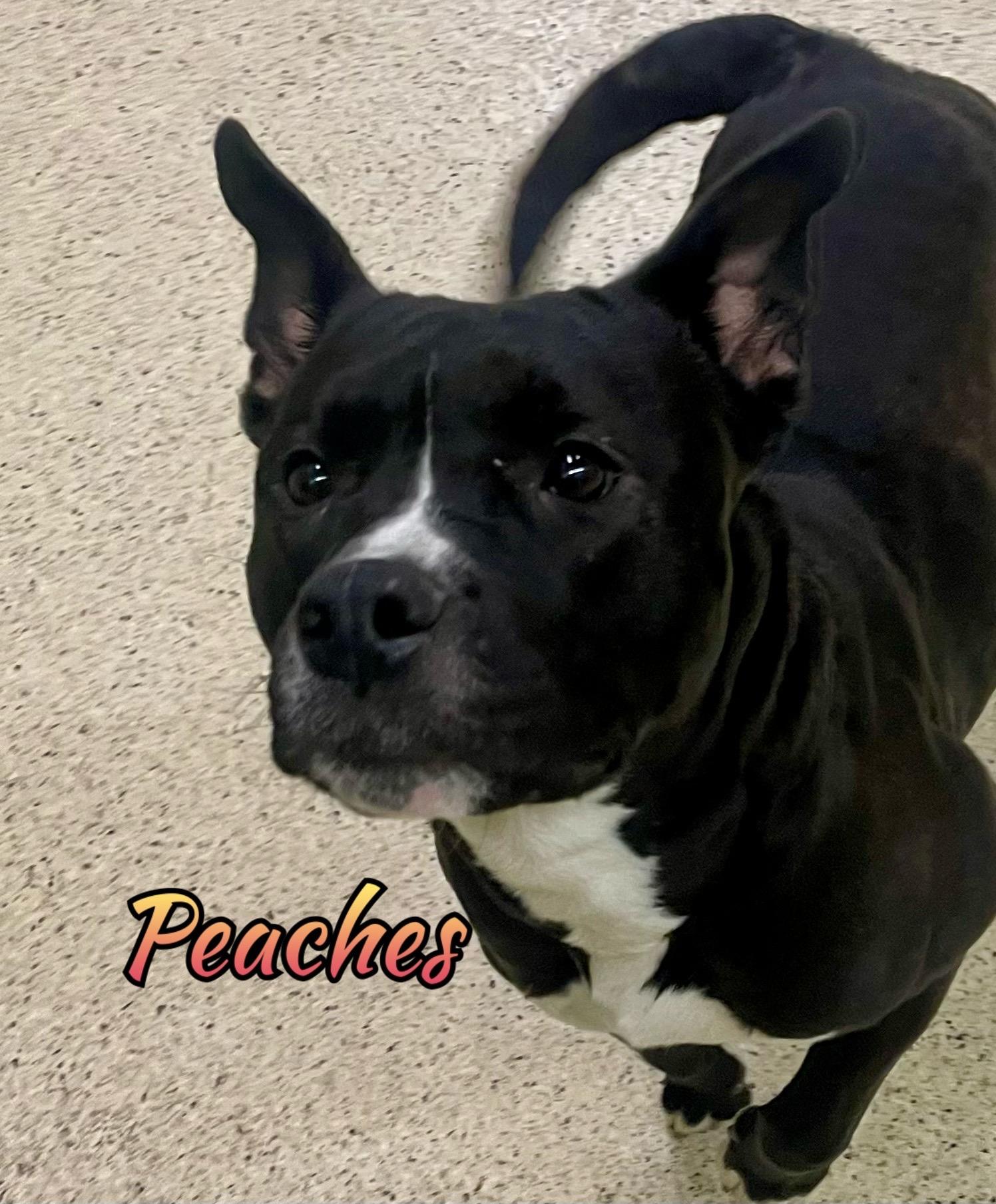 Peaches, adoptable, Young Female Terrier.