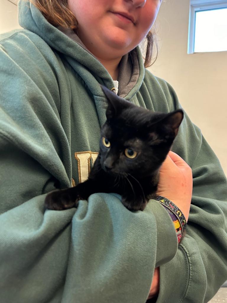 Cinder (Magic) OLD PHOTO, Adoptable, Young Female Domestic Short Hair.