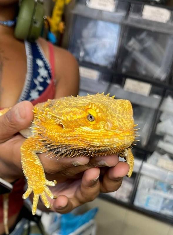Enlarge Diesel, a ADOPTABLE Bearded Dragon in Indian Trail, NC image 1/1