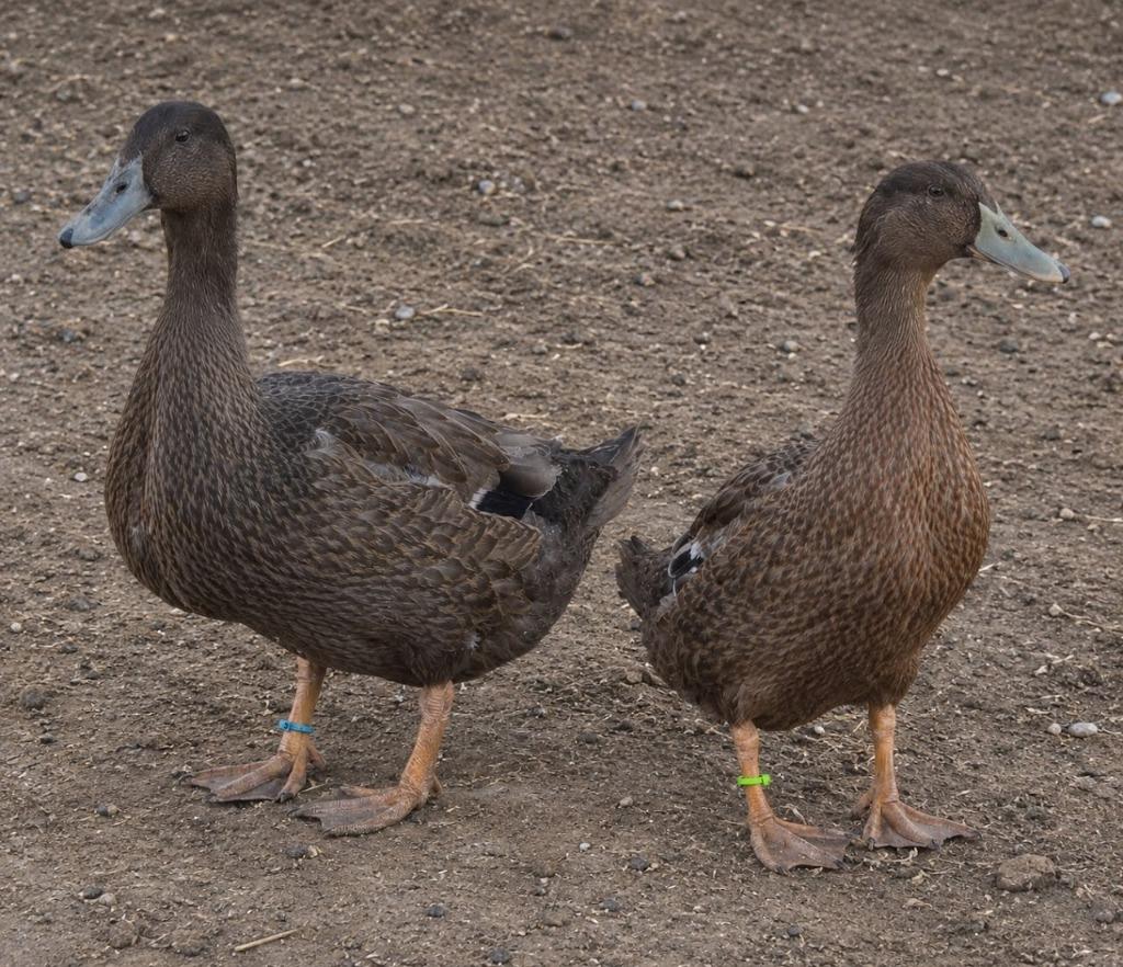 Nugget / Peanut, Adoptable, Baby Male Duck.