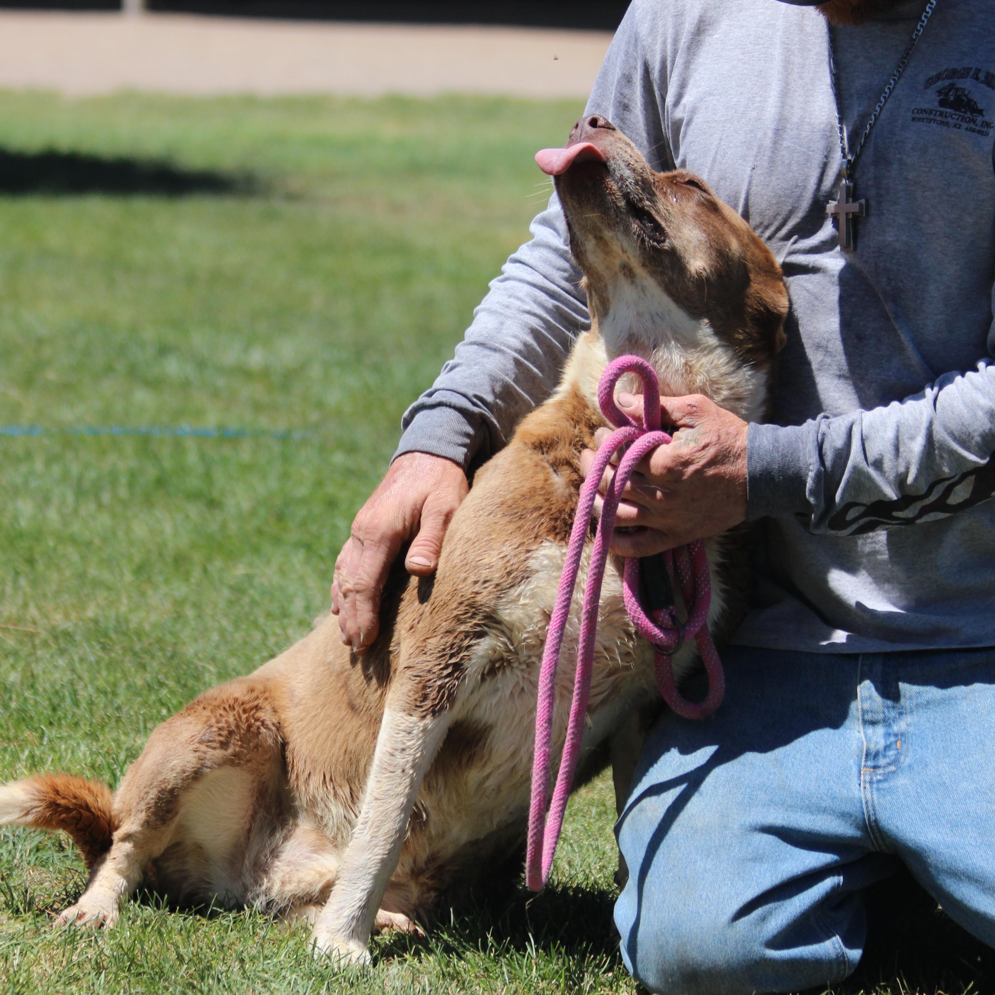 DELLA, an adoptable Siberian Husky, Pit Bull Terrier in Pearce, AZ, 85625 | Photo Image 4
