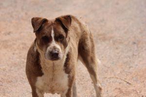 DELLA, a Adoptable mixed breed in Pearce, AZ image 2/6