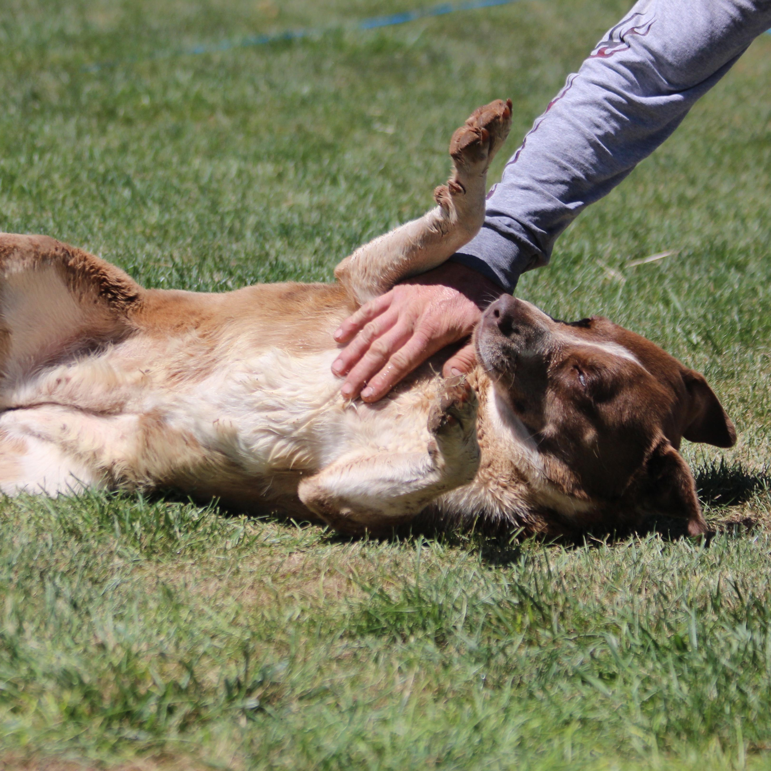 DELLA, an adoptable Siberian Husky, Pit Bull Terrier in Pearce, AZ, 85625 | Photo Image 3