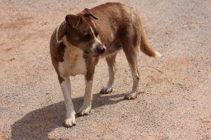 DELLA, an adoptable Siberian Husky, Pit Bull Terrier in Pearce, AZ, 85625 | Photo Image 5