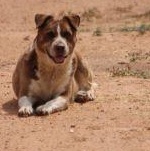 DELLA, a Adoptable mixed breed in Pearce, AZ image 1/6