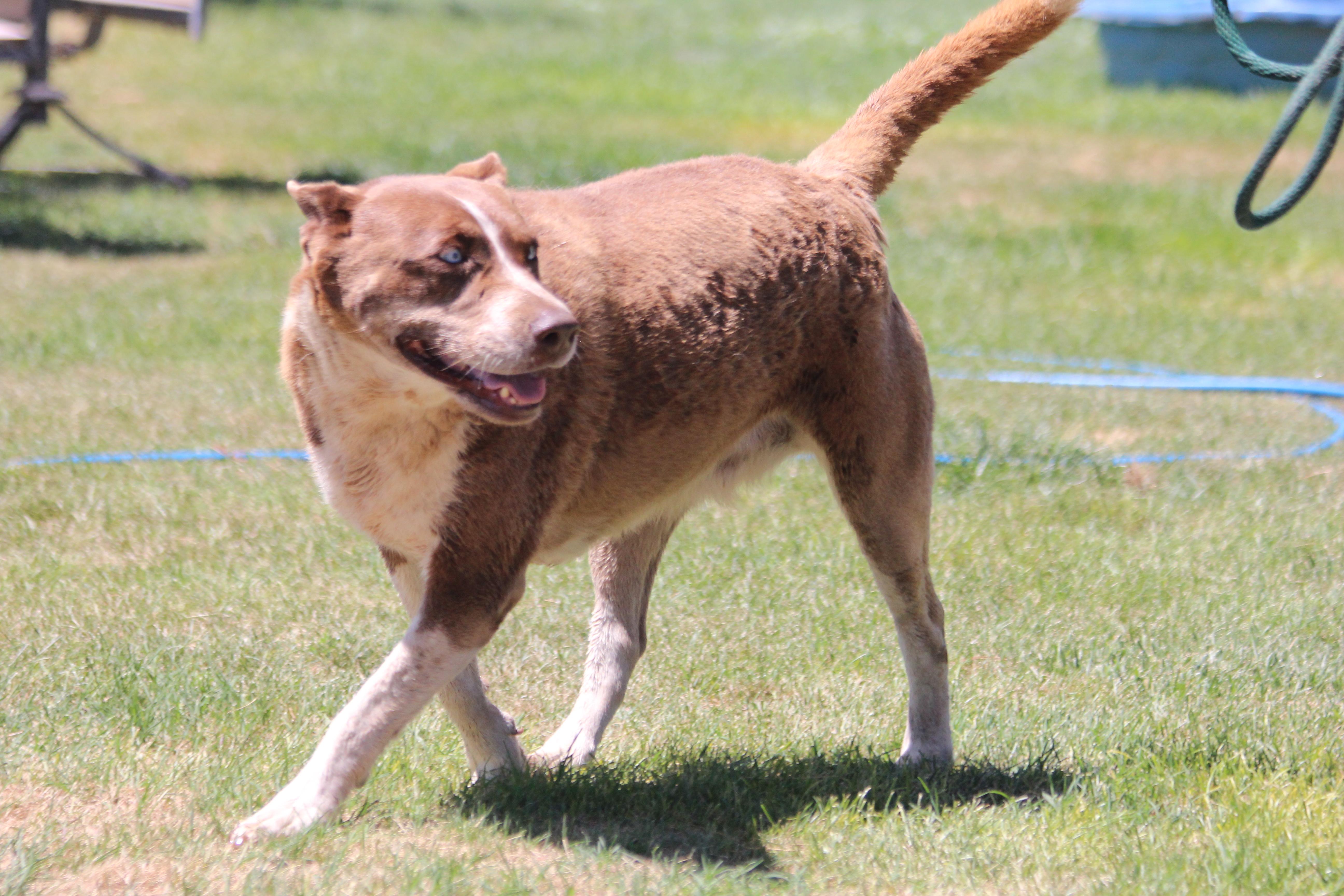 DELLA, an adoptable Siberian Husky, Pit Bull Terrier in Pearce, AZ, 85625 | Photo Image 6