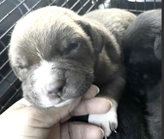 A650227 — thumbnail 2