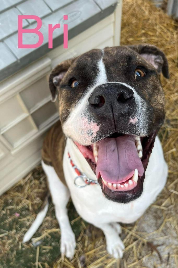Enlarge BRI, a Adoptable mixed breed in Princeton, IN image 2/4