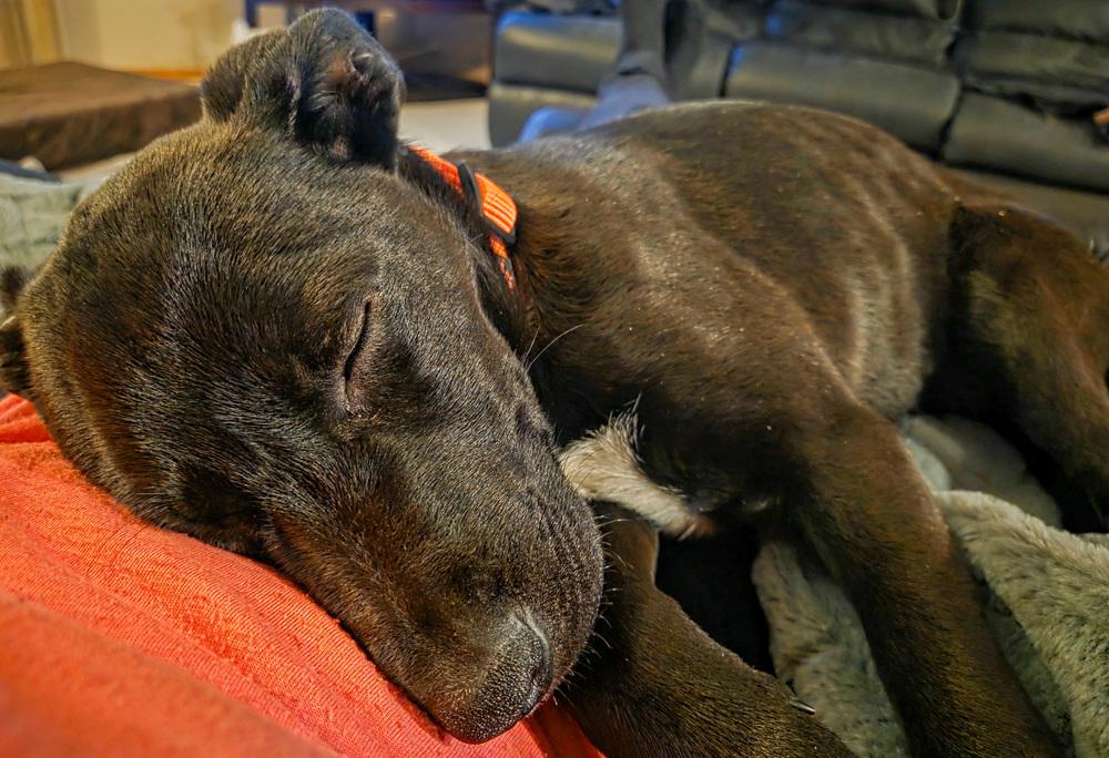 Tormund, Adoptable, Puppy Female Labrador Retriever.