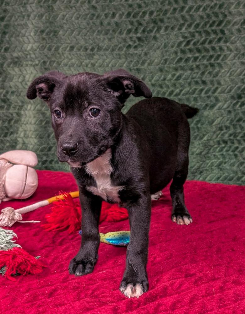 Tormund, Adoptable, Puppy Female Labrador Retriever.