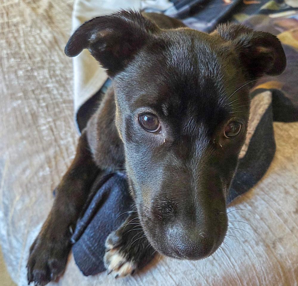 Enlarge Tormund, a Adoptable mixed breed in Spokane, WA image 2/6