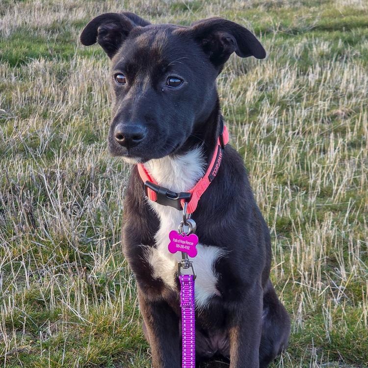 Enlarge Tormund, a Adoptable mixed breed in Spokane, WA image 4/6