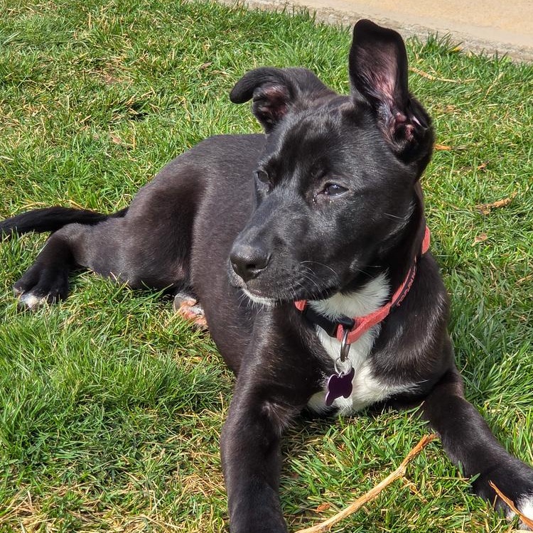 Enlarge Tormund, a Adoptable mixed breed in Spokane, WA image 1/6