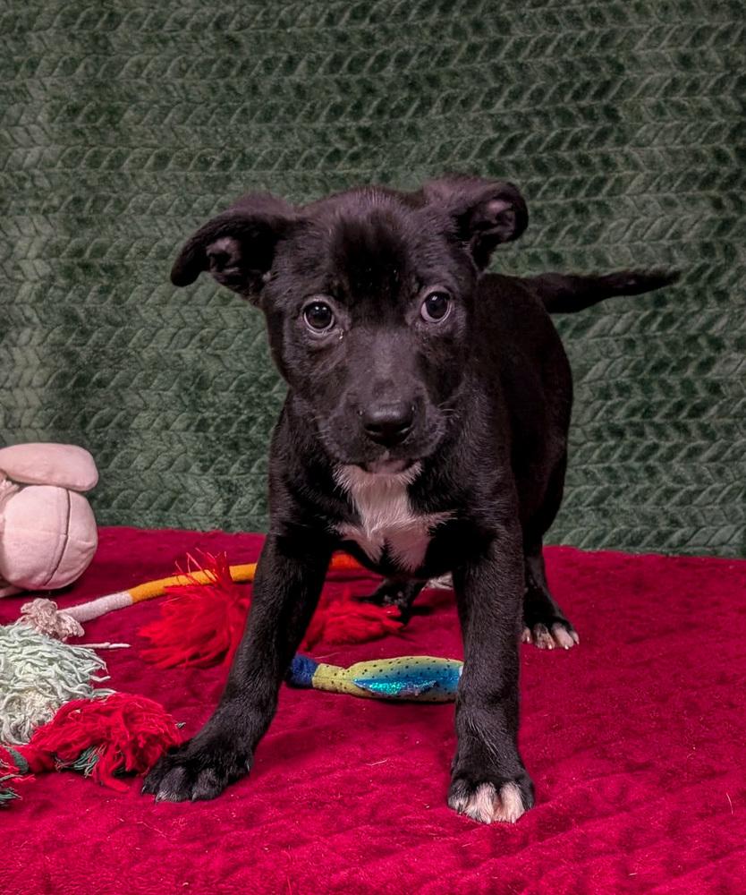 Tormund, a Adoptable mixed breed in Spokane, WA image 2/3