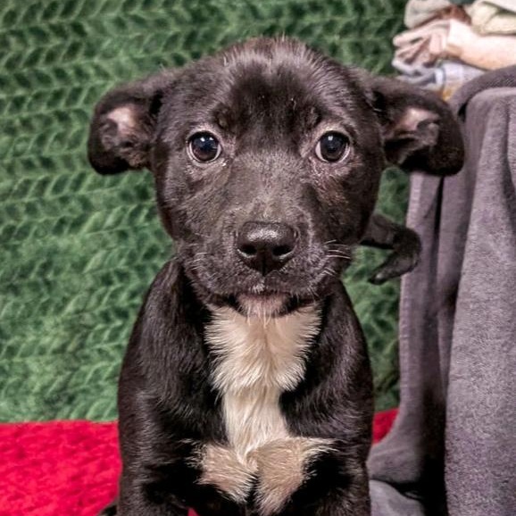 Tormund, Adoptable, Puppy Female Labrador Retriever.