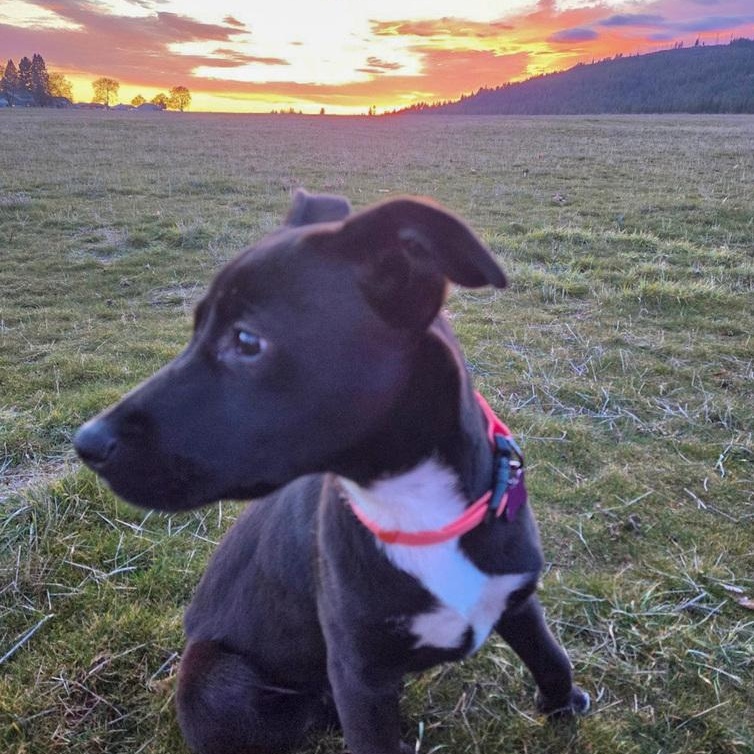 Enlarge Tormund, a Adoptable mixed breed in Spokane, WA image 3/6