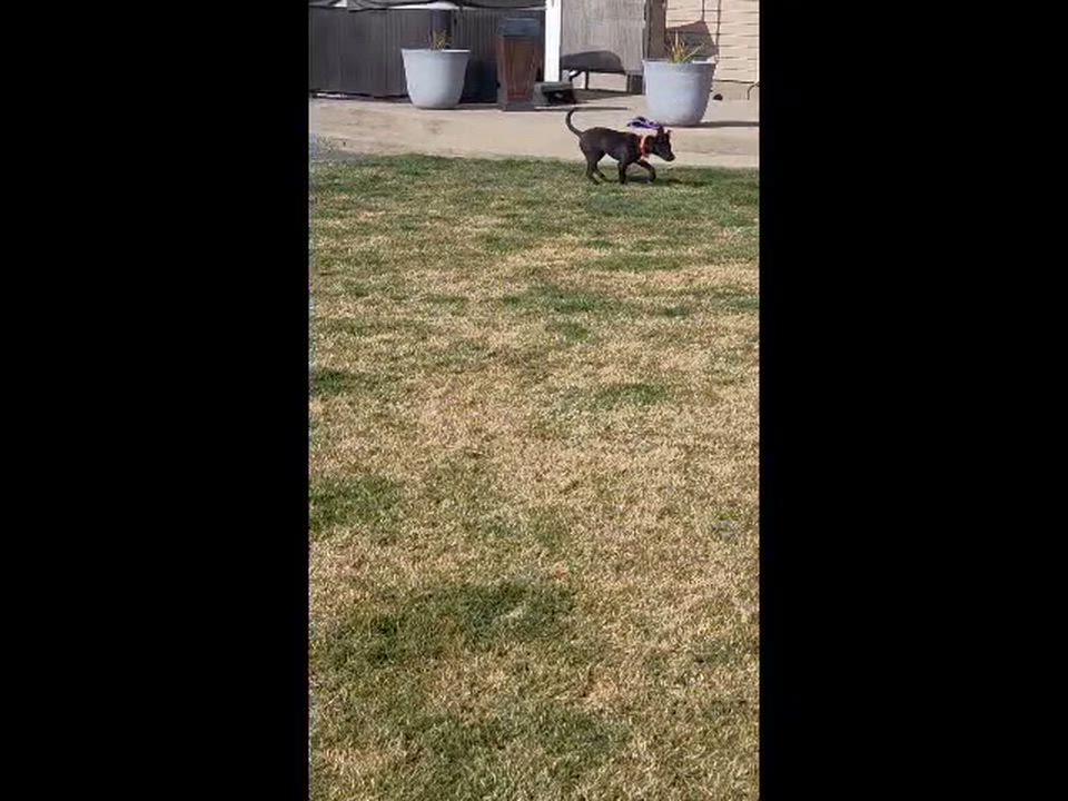 Enlarge Tormund, a Adoptable mixed breed in Spokane, WA video 6/6