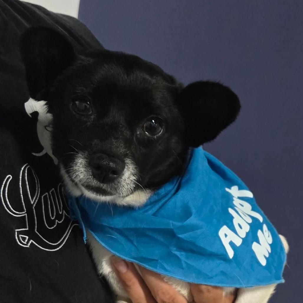 Tricia, Adoptable, Adult Female Rat Terrier & Chihuahua.