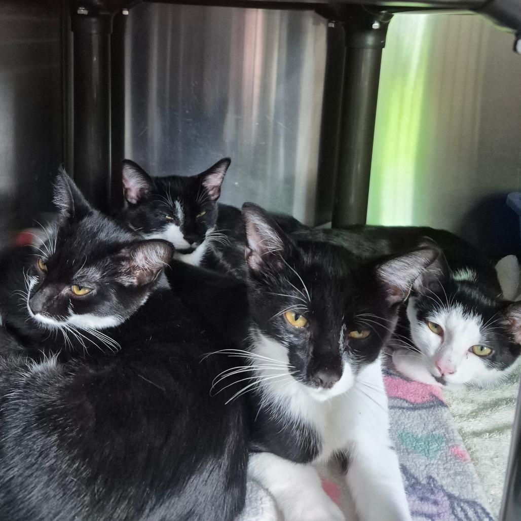 Puffin, Adoptable, Kitten Female Domestic Short Hair.
