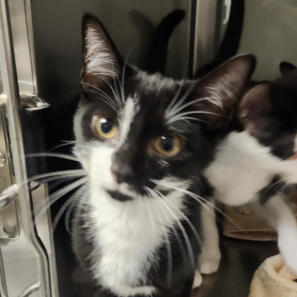 Enlarge Puffin, a Adoptable Domestic Short Hair in Columbia Station, OH image 2/2