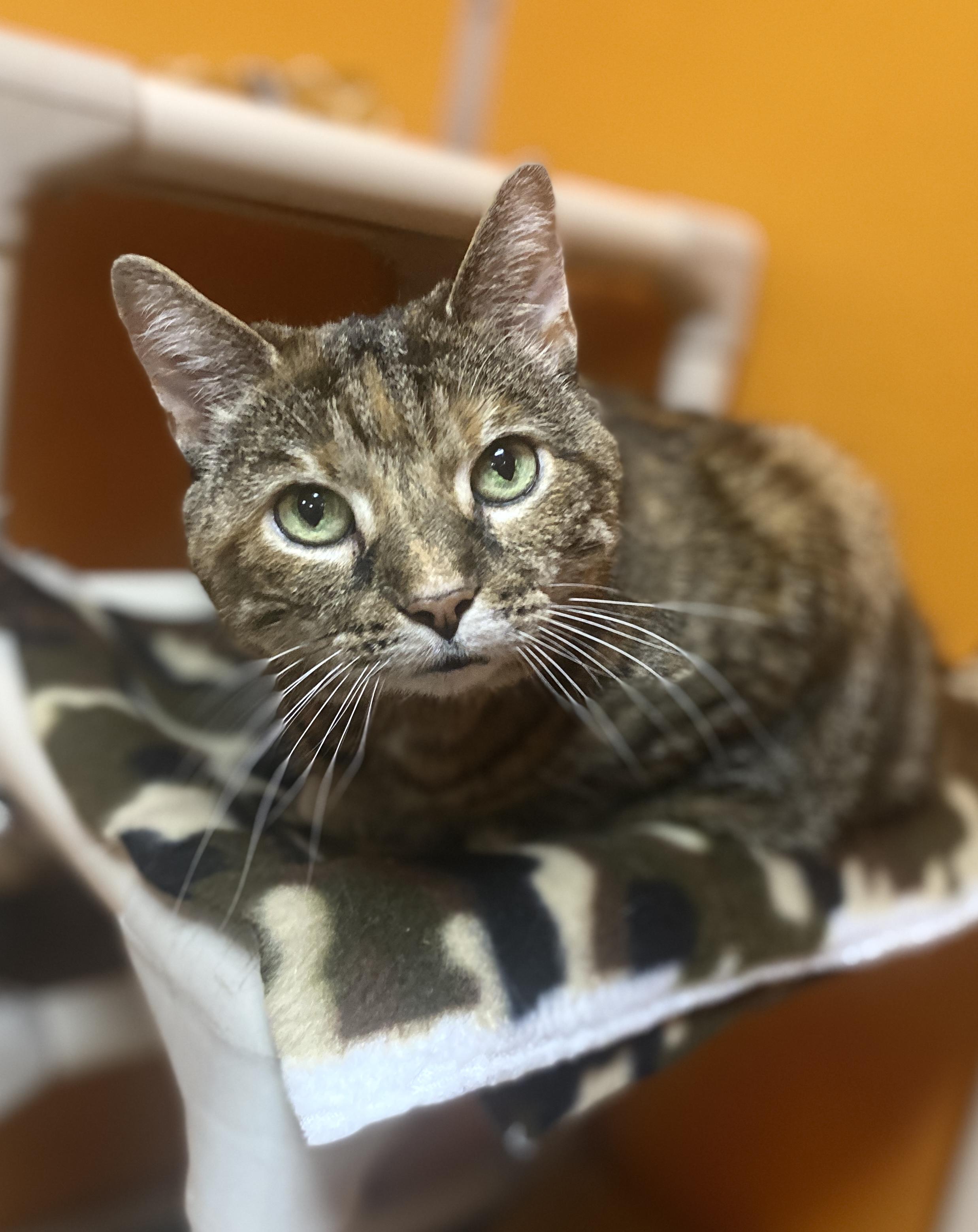 Enlarge Missy, a Adoptable Domestic Short Hair in Elyria, OH image 3/5