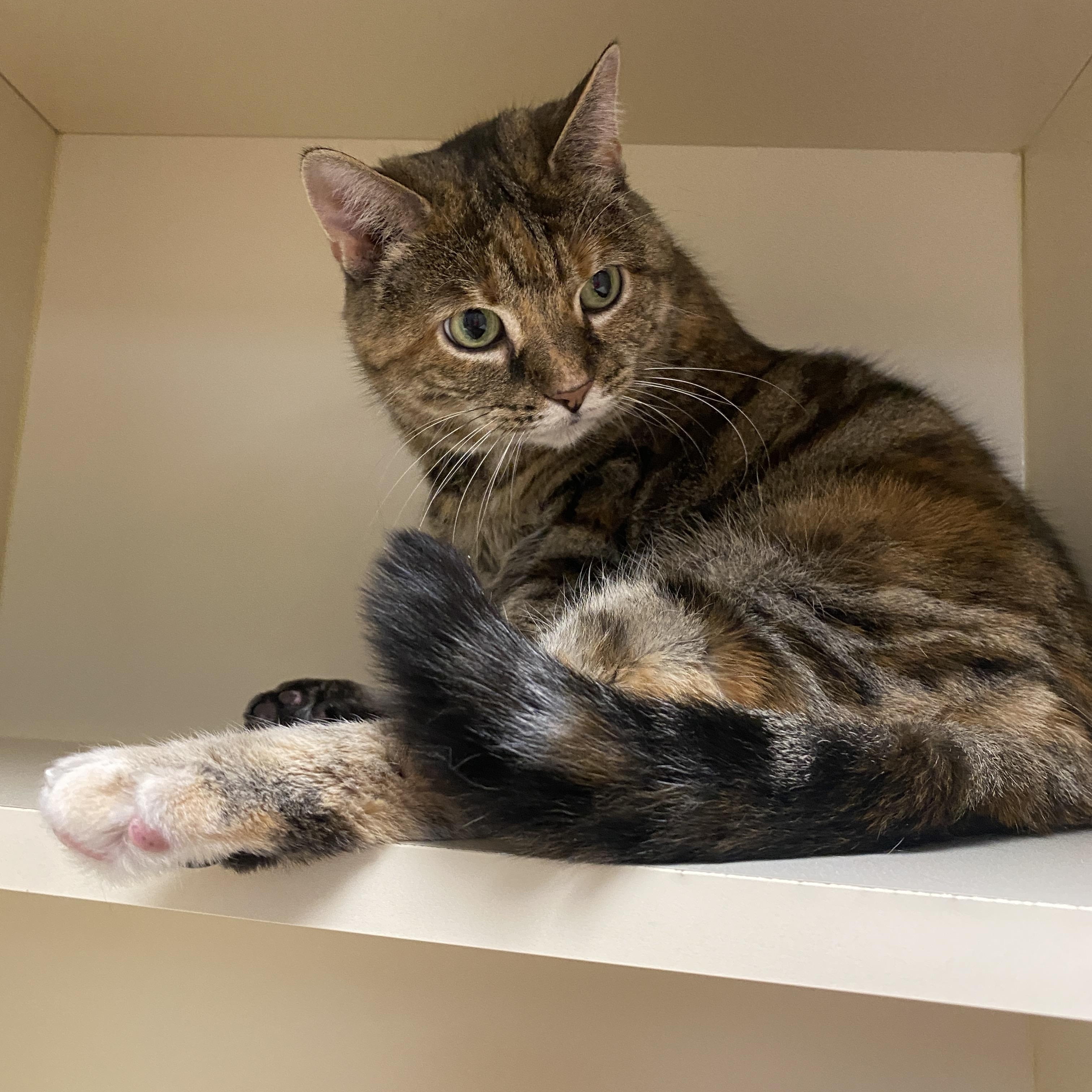 Enlarge Missy, a Adoptable Domestic Short Hair in Elyria, OH image 4/5