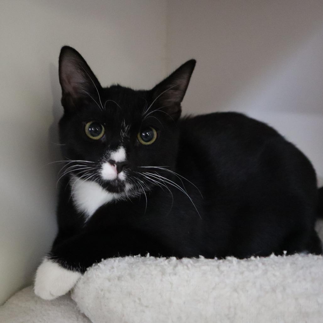 Checkers, Adoptable, Kitten Male Domestic Short Hair.