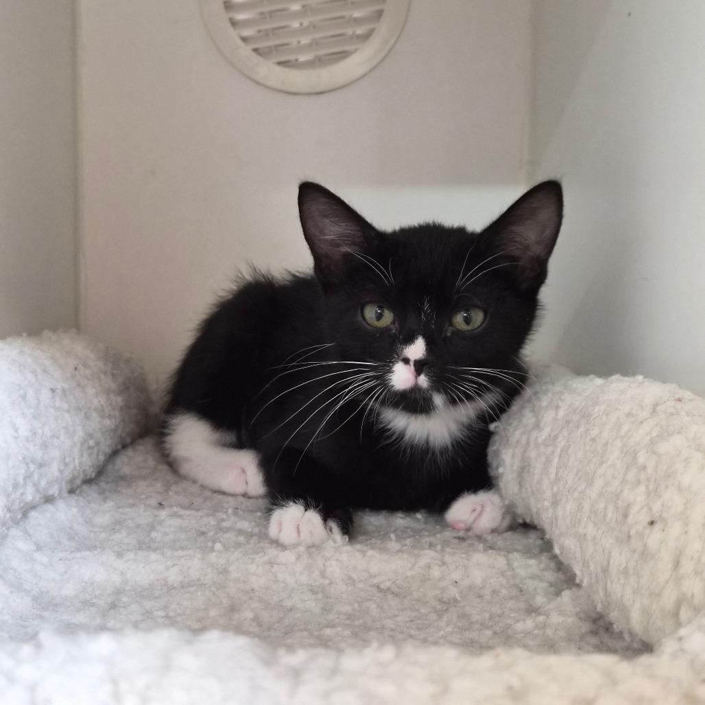 Checkers, Adoptable, Kitten Male Domestic Short Hair.