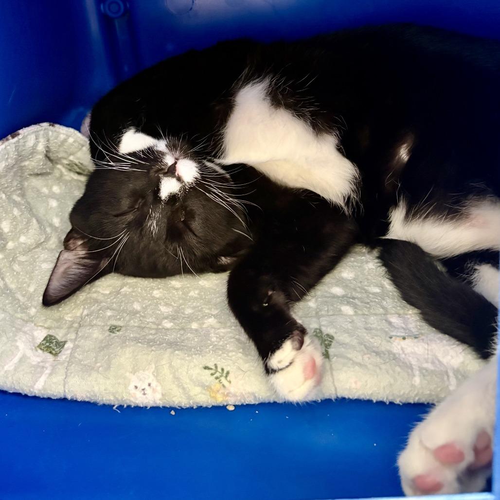 Checkers, Adoptable, Kitten Male Domestic Short Hair.