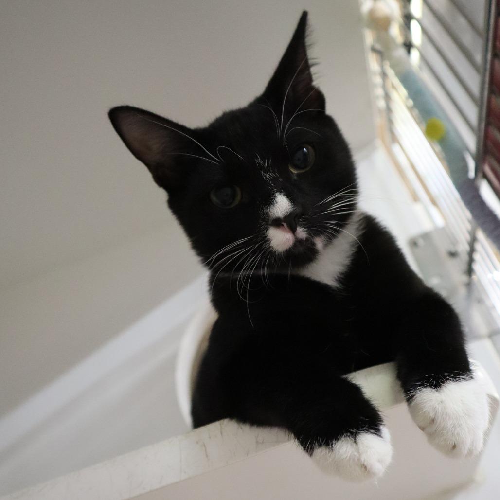 Enlarge Checkers, a Adoptable Domestic Short Hair in Riverside, CA image 2/6