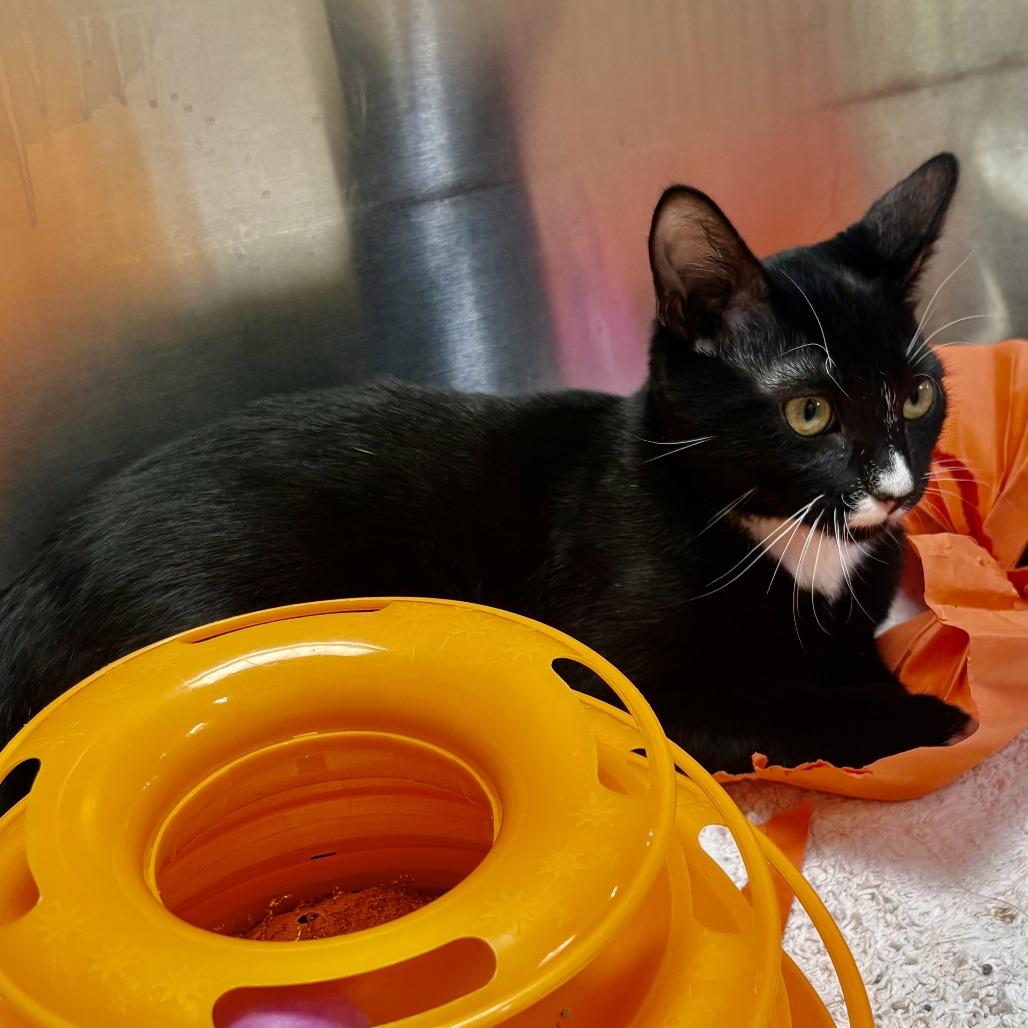 Enlarge Checkers, a Adoptable Domestic Short Hair in Riverside, CA image 3/6