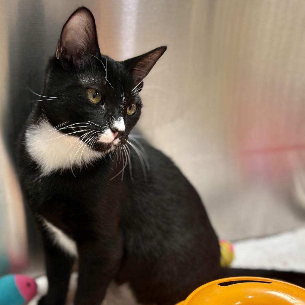 Enlarge Checkers, a Adoptable Domestic Short Hair in Riverside, CA image 4/6