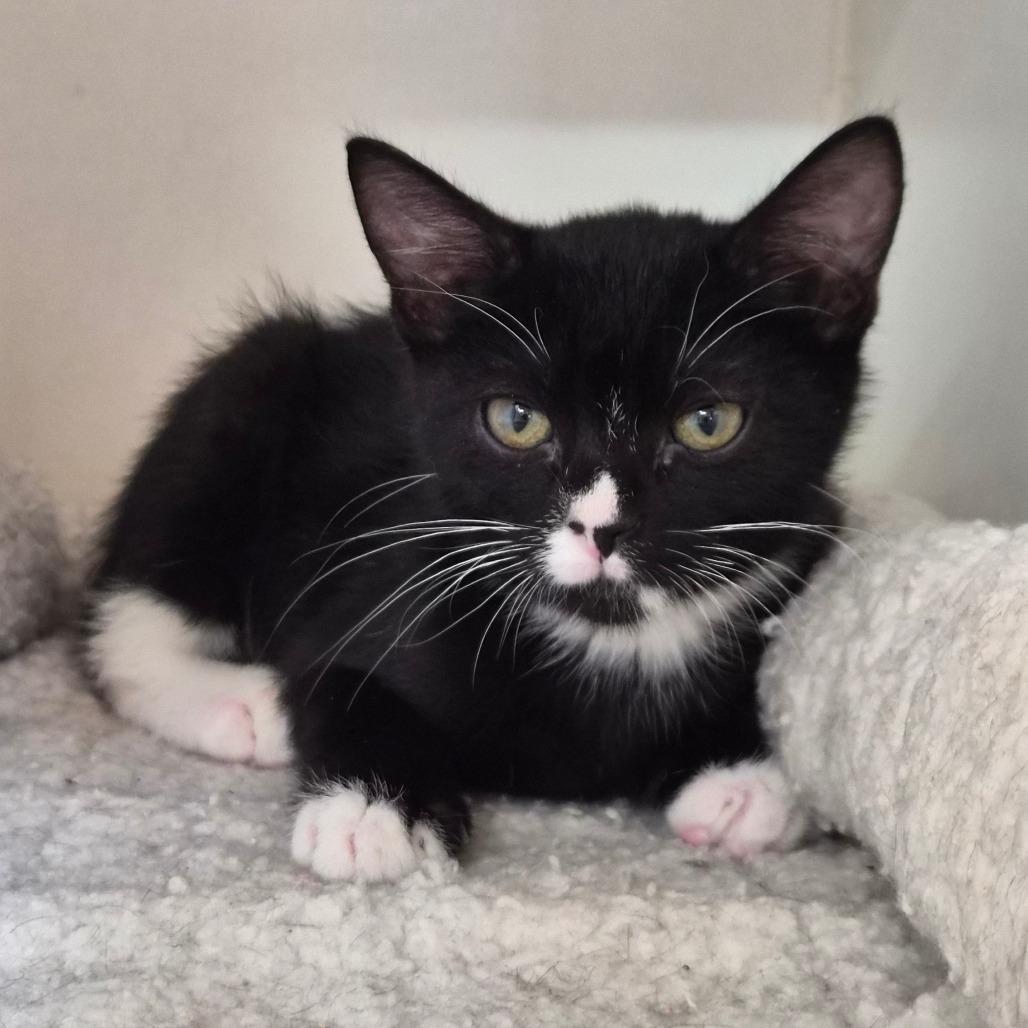 Enlarge Checkers, a Adoptable Domestic Short Hair in Riverside, CA image 3/6