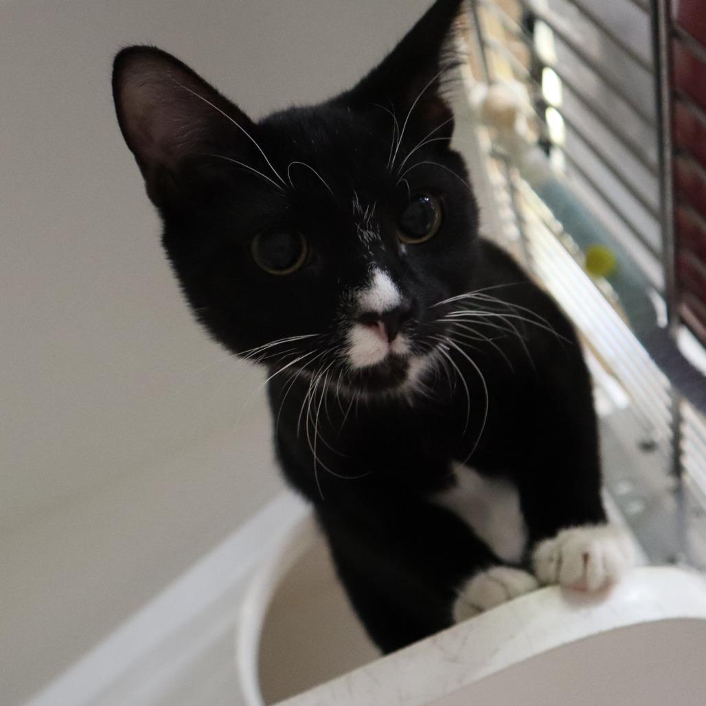 Enlarge Checkers, a Adoptable Domestic Short Hair in Riverside, CA image 4/6