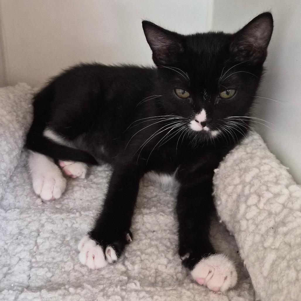 Enlarge Checkers, a Adoptable Domestic Short Hair in Riverside, CA image 5/6
