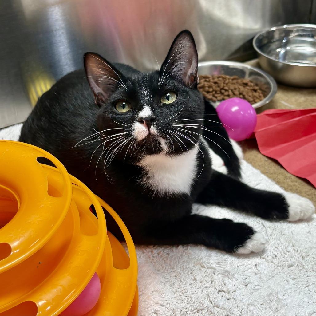 Enlarge Checkers, a Adoptable Domestic Short Hair in Riverside, CA image 5/6