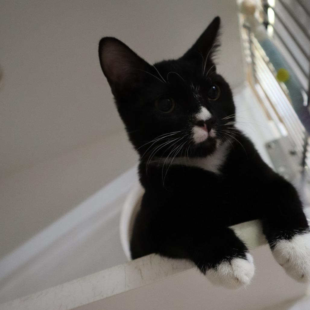 Enlarge Checkers, a Adoptable Domestic Short Hair in Riverside, CA image 6/6