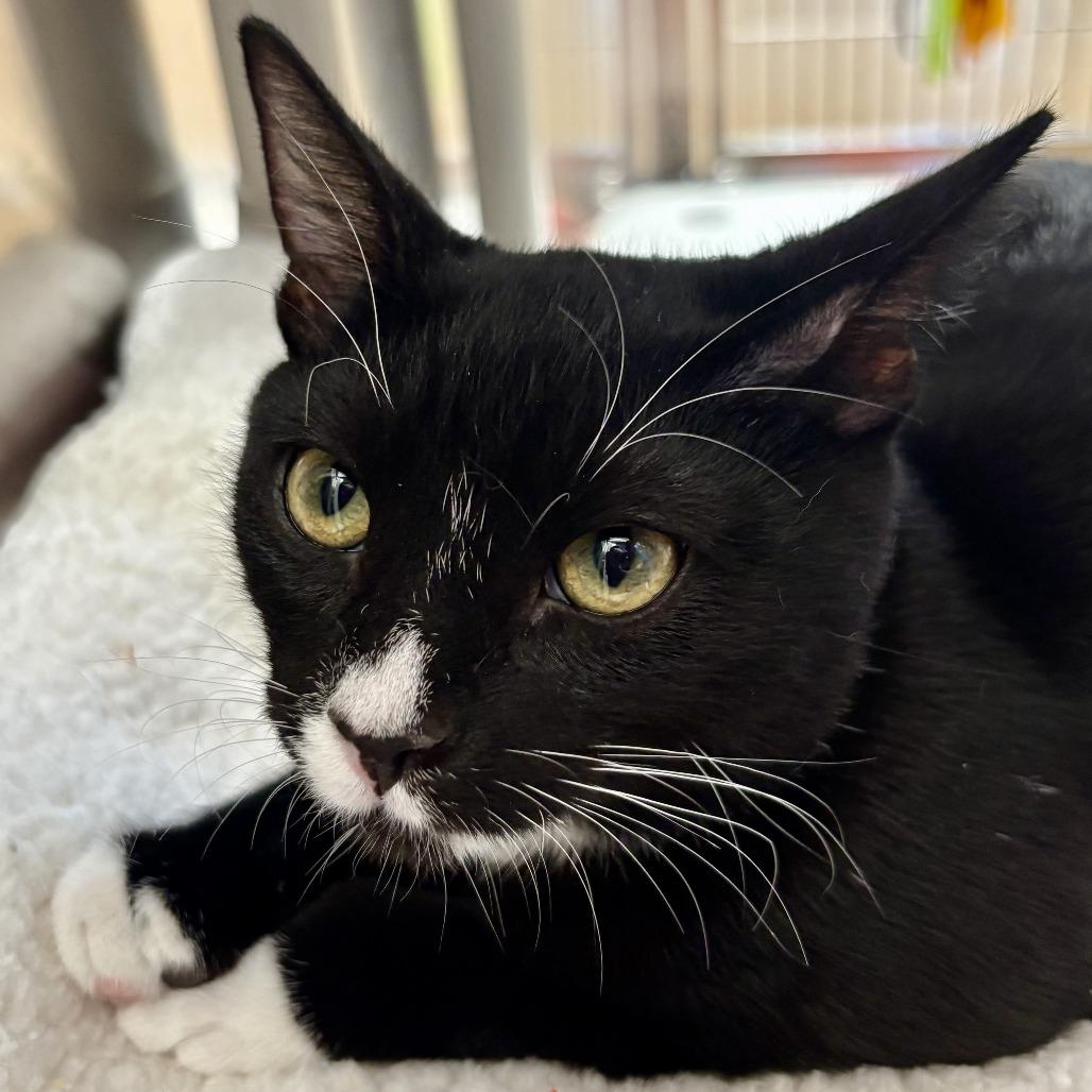 Enlarge Checkers, a Adoptable Domestic Short Hair in Riverside, CA image 6/6