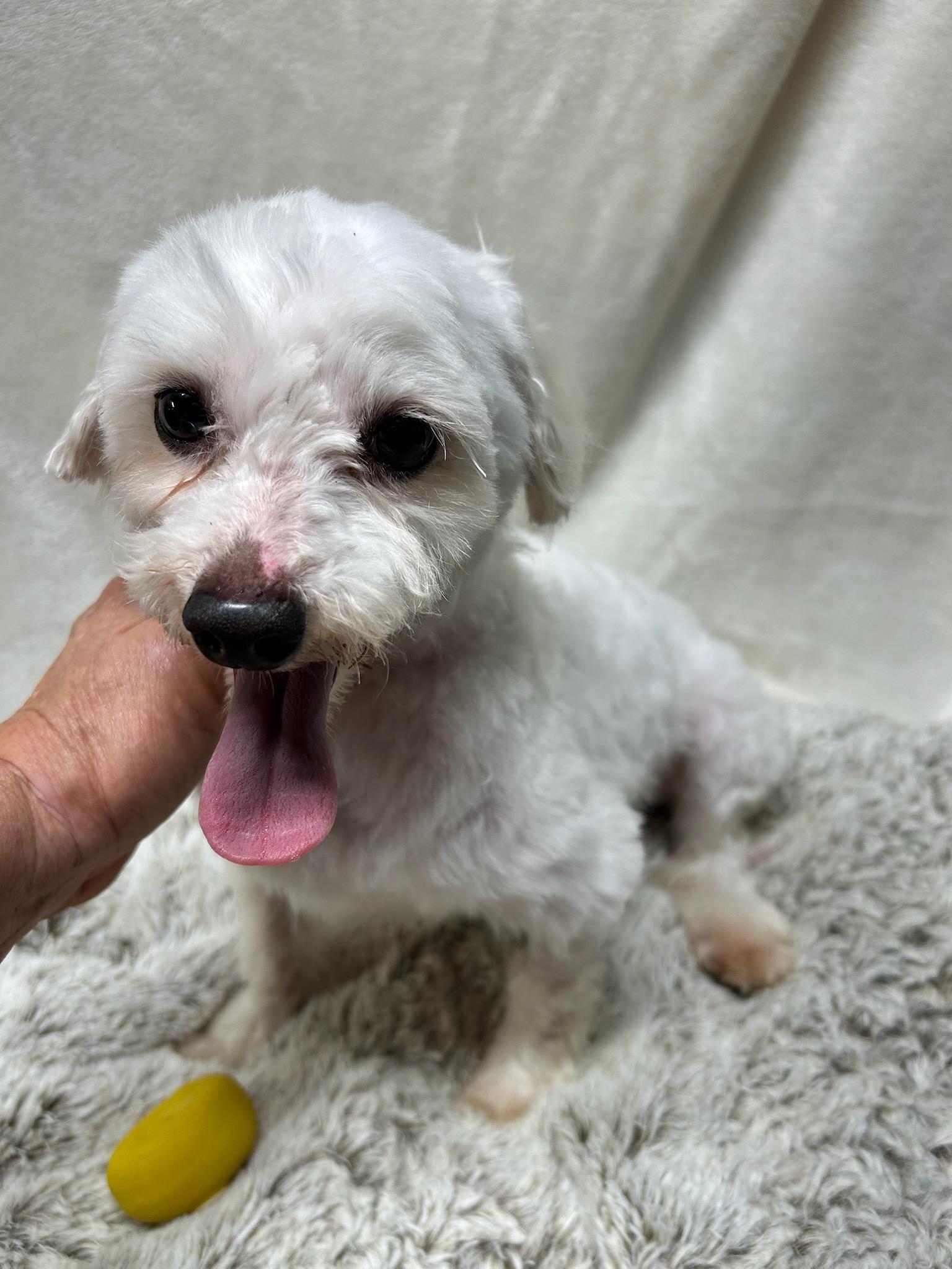 NEMO (ohiosdrescue@gmail.com), a ADOPTABLE Maltese in Rossford, OH image 2/2