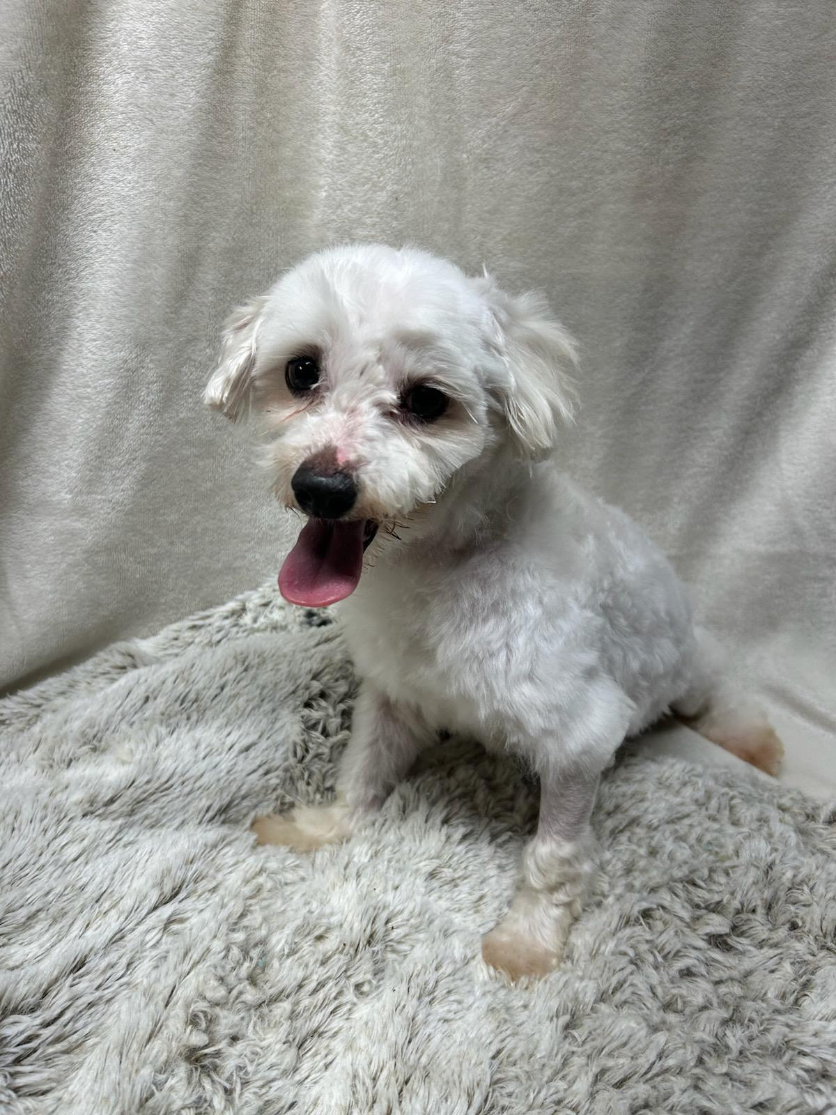 NEMO (ohiosdrescue@gmail.com), a ADOPTABLE Maltese in Rossford, OH image 1/2