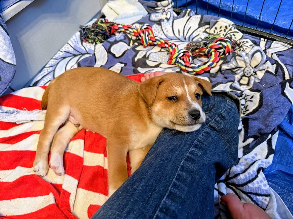 George, Adoptable, Puppy Male Corgi & Australian Shepherd.