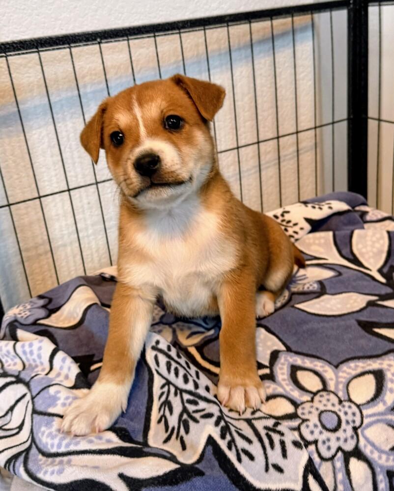 Enlarge George, a Adoptable mixed breed in Evergreen, CO image 2/4