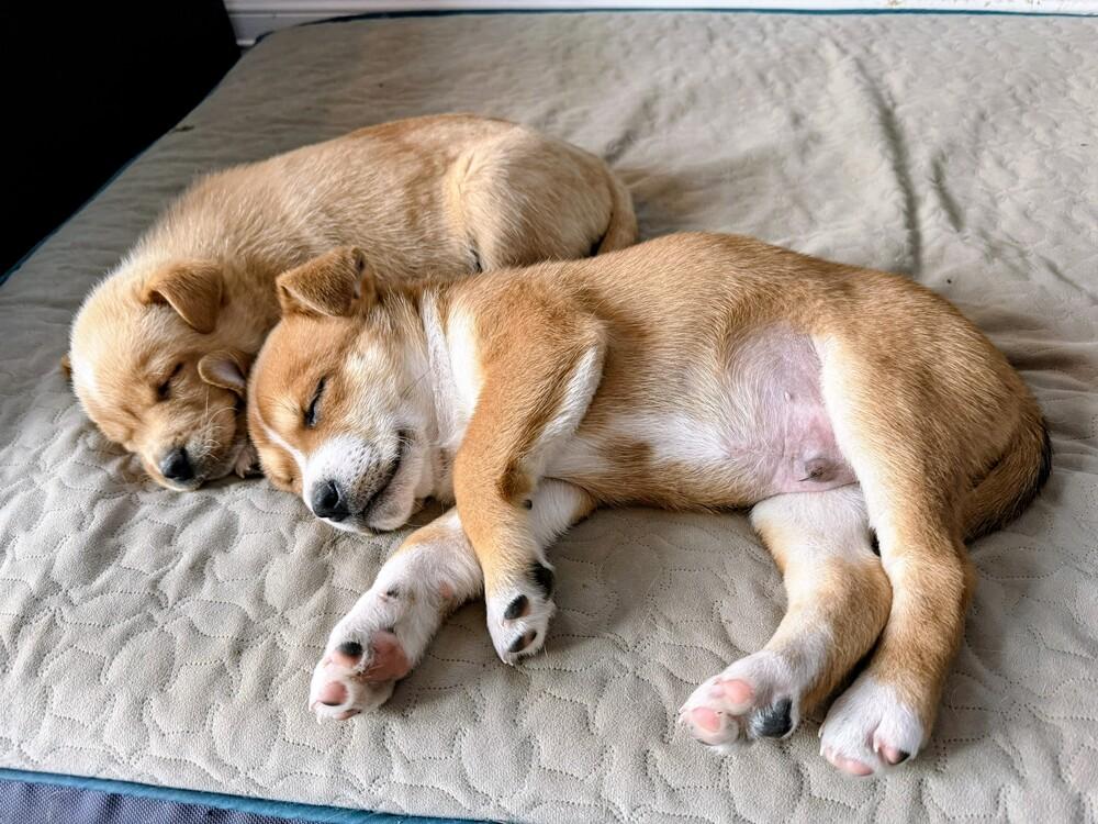 Enlarge George, a Adoptable mixed breed in Evergreen, CO image 3/4