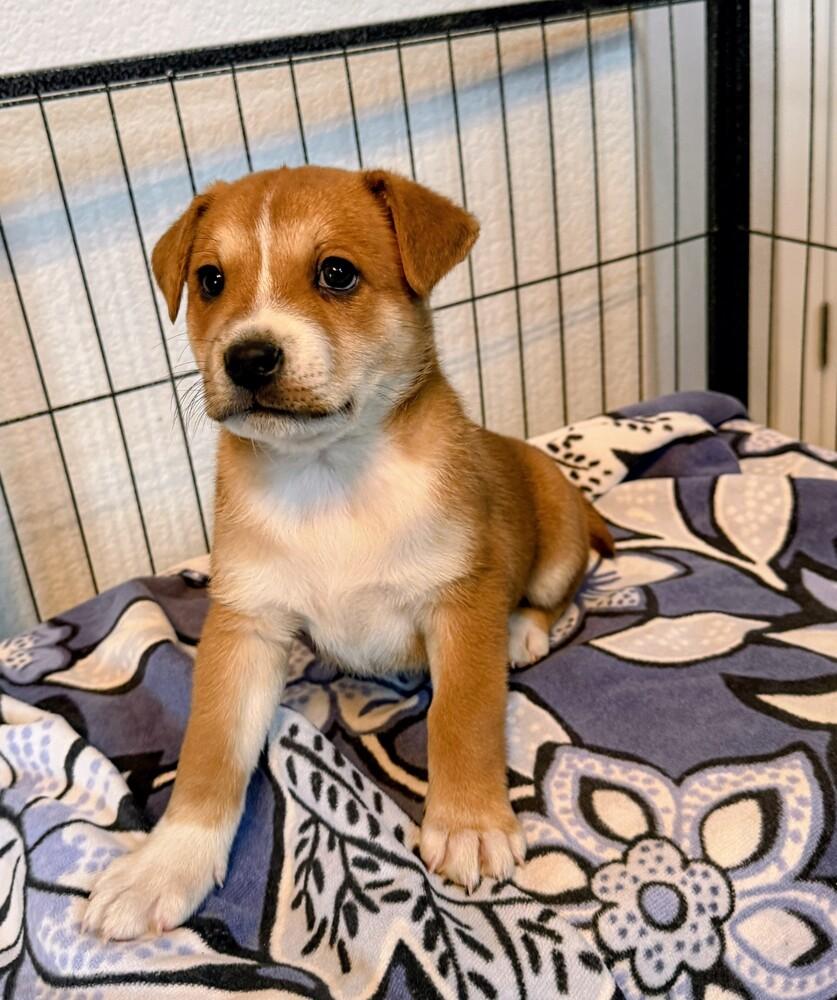 Enlarge George, a Adoptable mixed breed in Evergreen, CO image 4/4