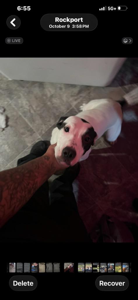 Prada, a Adoptable American Staffordshire Terrier in Rockport, TX image 2/4