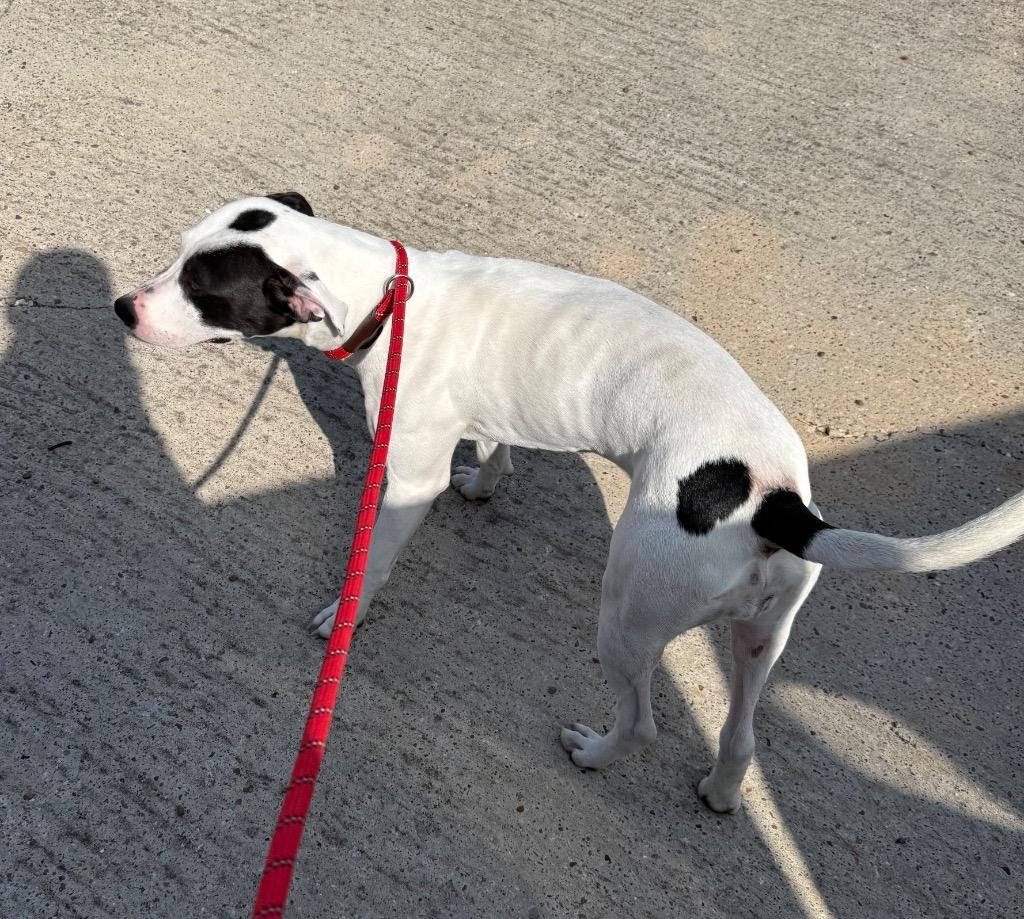 Prada, a Adoptable American Staffordshire Terrier in Rockport, TX image 3/4