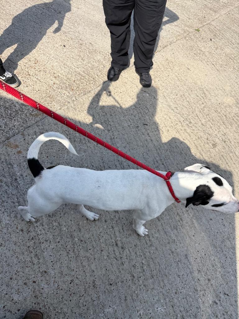 Prada, a Adoptable American Staffordshire Terrier in Rockport, TX image 4/4