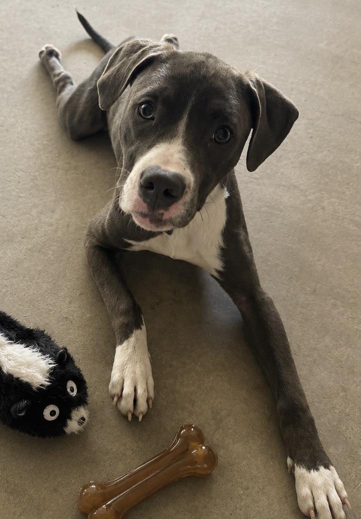 Enlarge Twist Nut, a Adoptable mixed breed in Dallas, TX image 2/3
