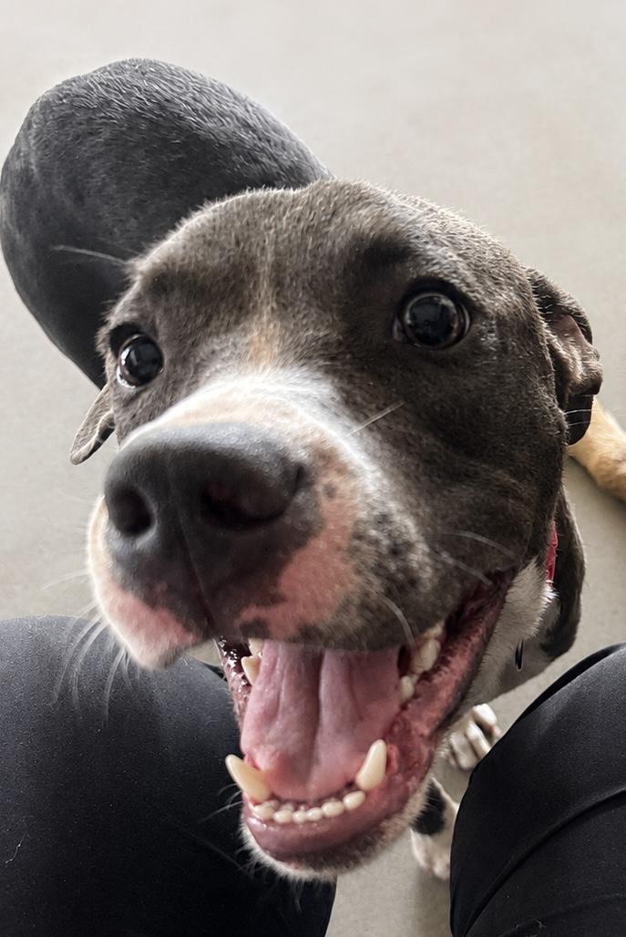 Enlarge Twist Nut, a Adoptable mixed breed in Dallas, TX image 3/3