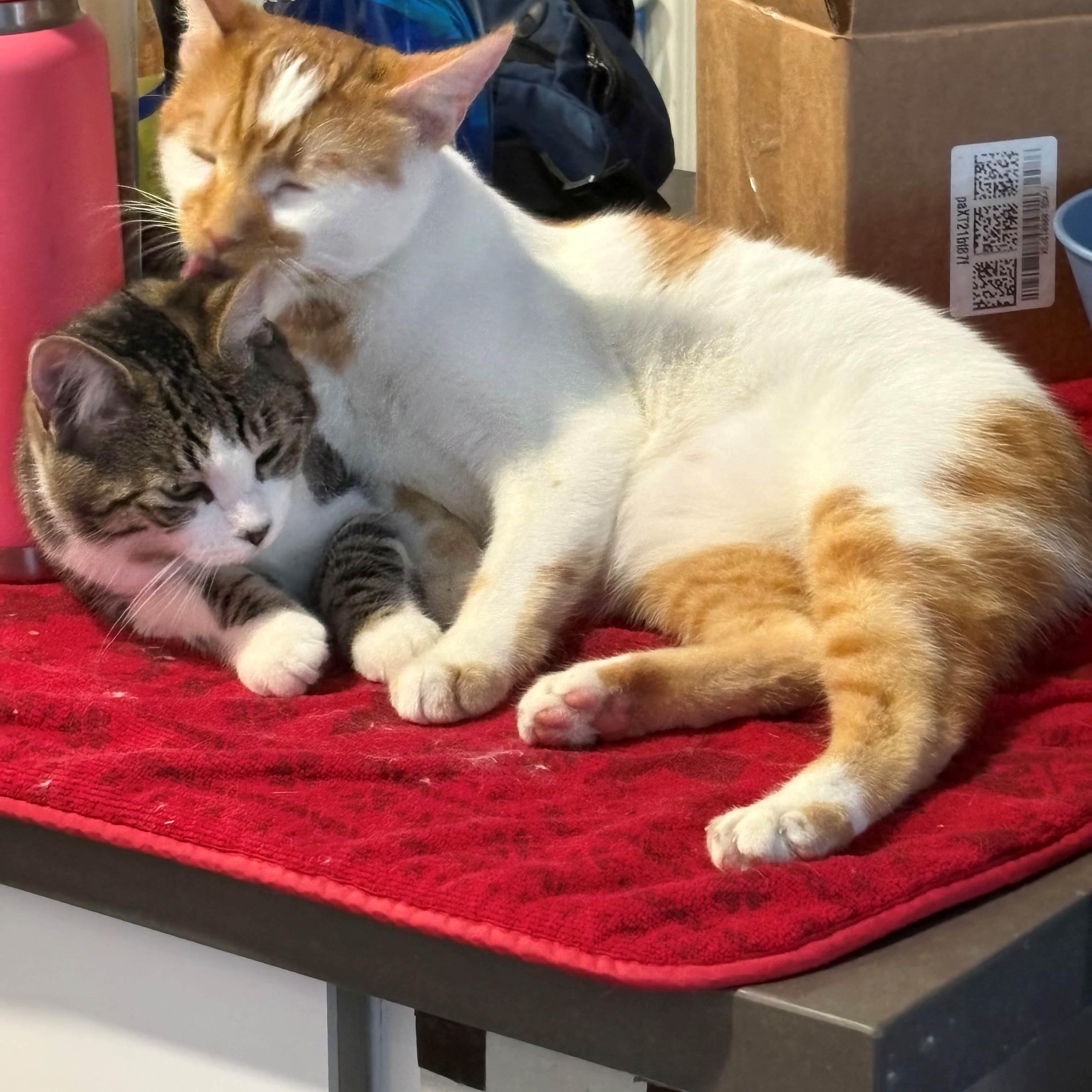 Enlarge Patches (Must Go WIth Reggie), an adoptable American Shorthair in Manhattan Beach, CA image 3/6